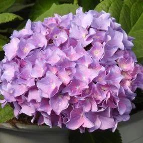 Sweet Marshmallow Hydrangea Plants (Hydrangea Flair And Flavours)